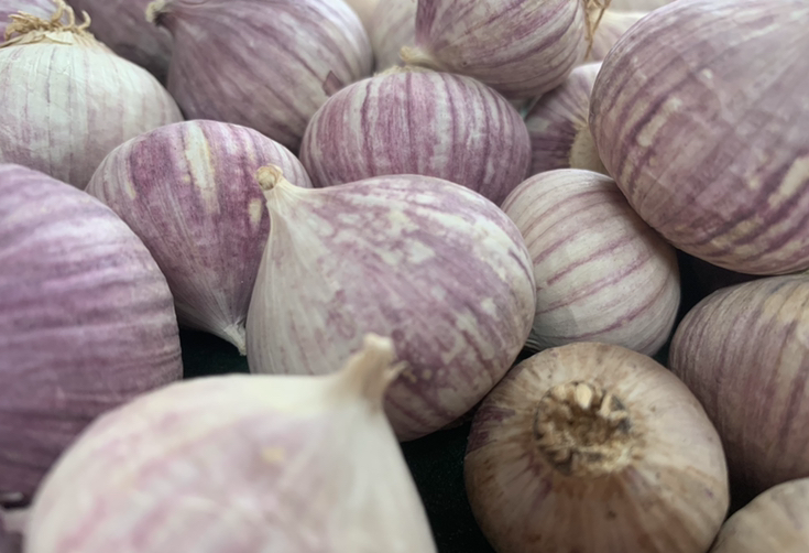 Solo Garlic | Ultimate Processing Efficiency and Premium Value