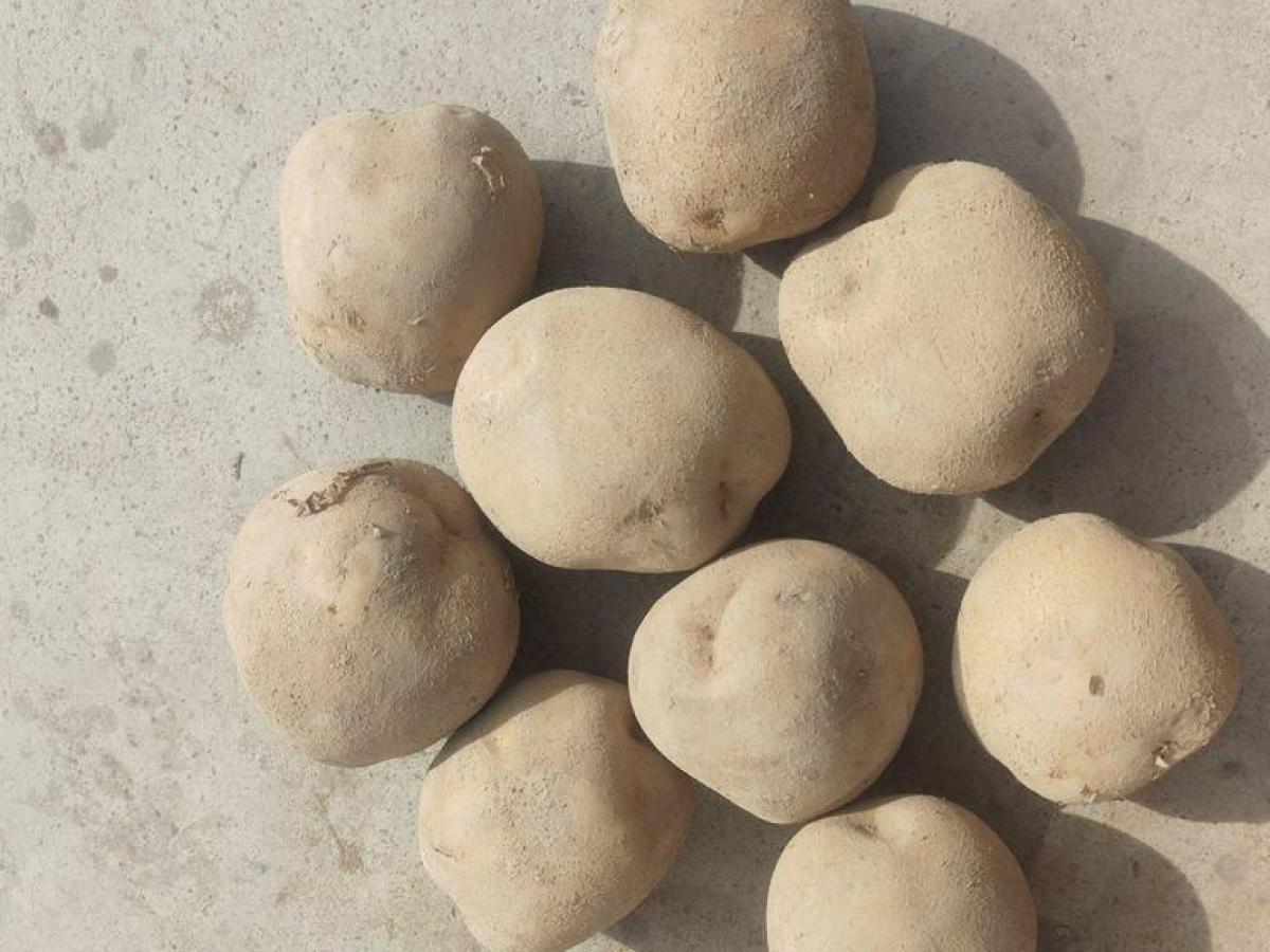 Atlantic Potato