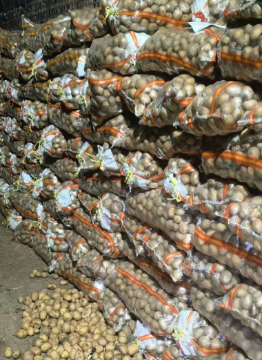 Longshu No. 10 Potato