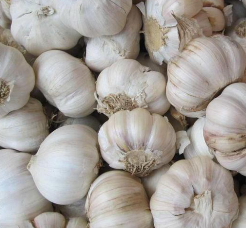 White Garlic | Flawless Aesthetics and Versatility Across All Commercial Settings