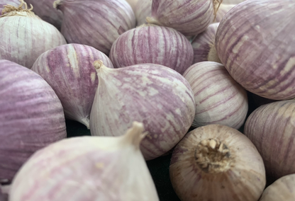 Solo Garlic | Ultimate Processing Efficiency and Premium Value