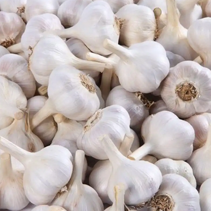 White Garlic | Flawless Aesthetics and Versatility Across All Commercial Settings