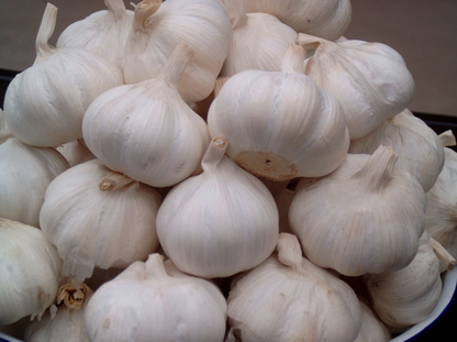 White Garlic | Flawless Aesthetics and Versatility Across All Commercial Settings