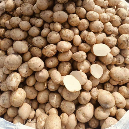 Atlantic Potato