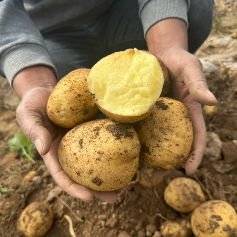 Premium Yellow Flesh Potatoes