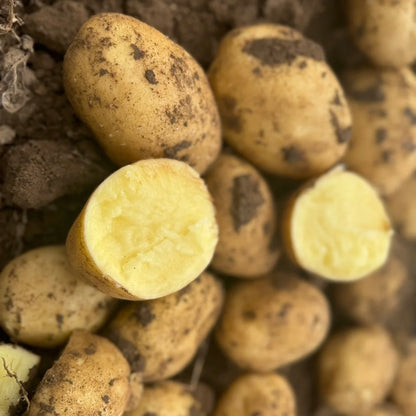 Premium Yellow Flesh Potatoes