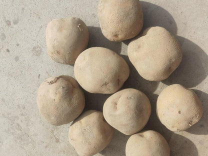 Atlantic Potato