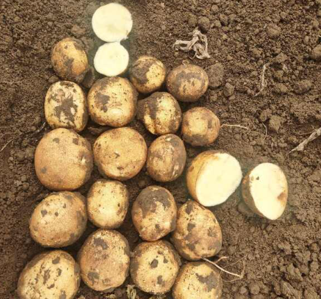 Atlantic Potato