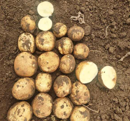 Atlantic Potato
