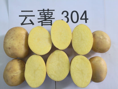 Yunshu 304 Potato