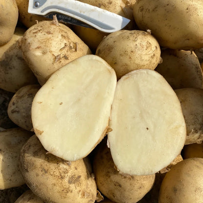 Crisp White Flesh Potatoes