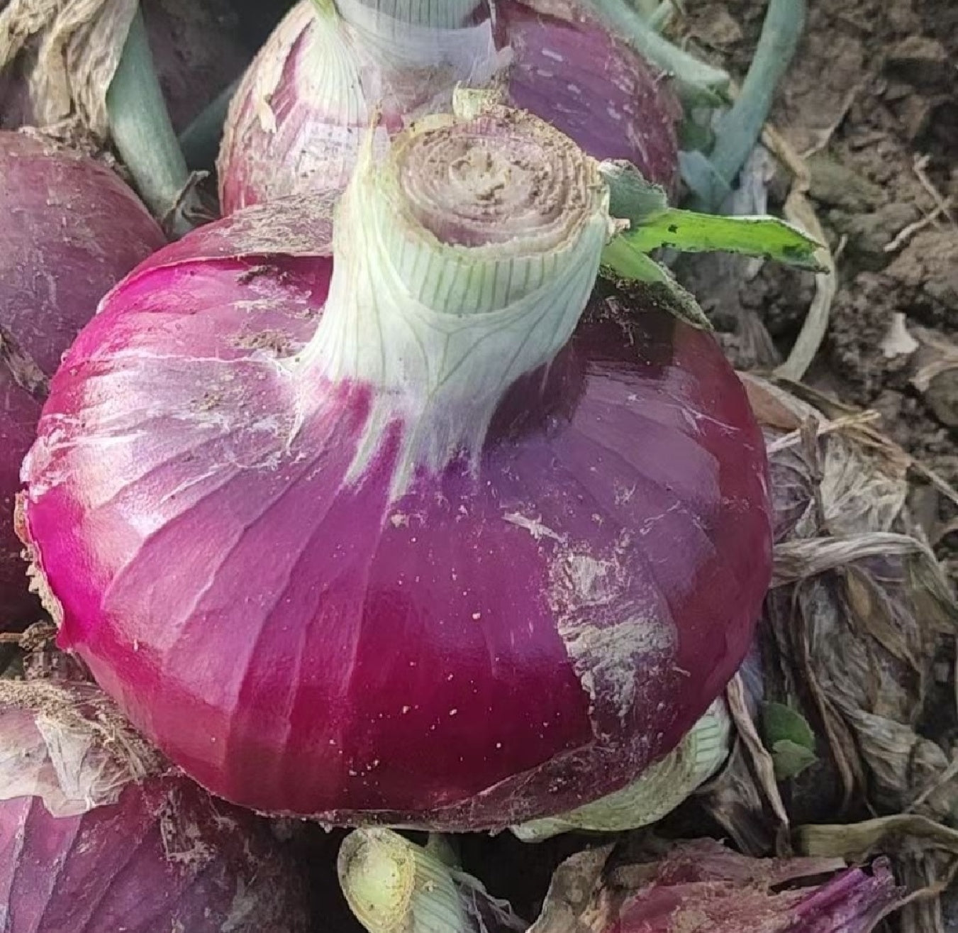 Red Onions | The Perfect Balance of Vibrant Color and Crisp Texture