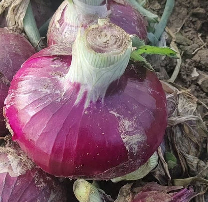 Red Onions | The Perfect Balance of Vibrant Color and Crisp Texture