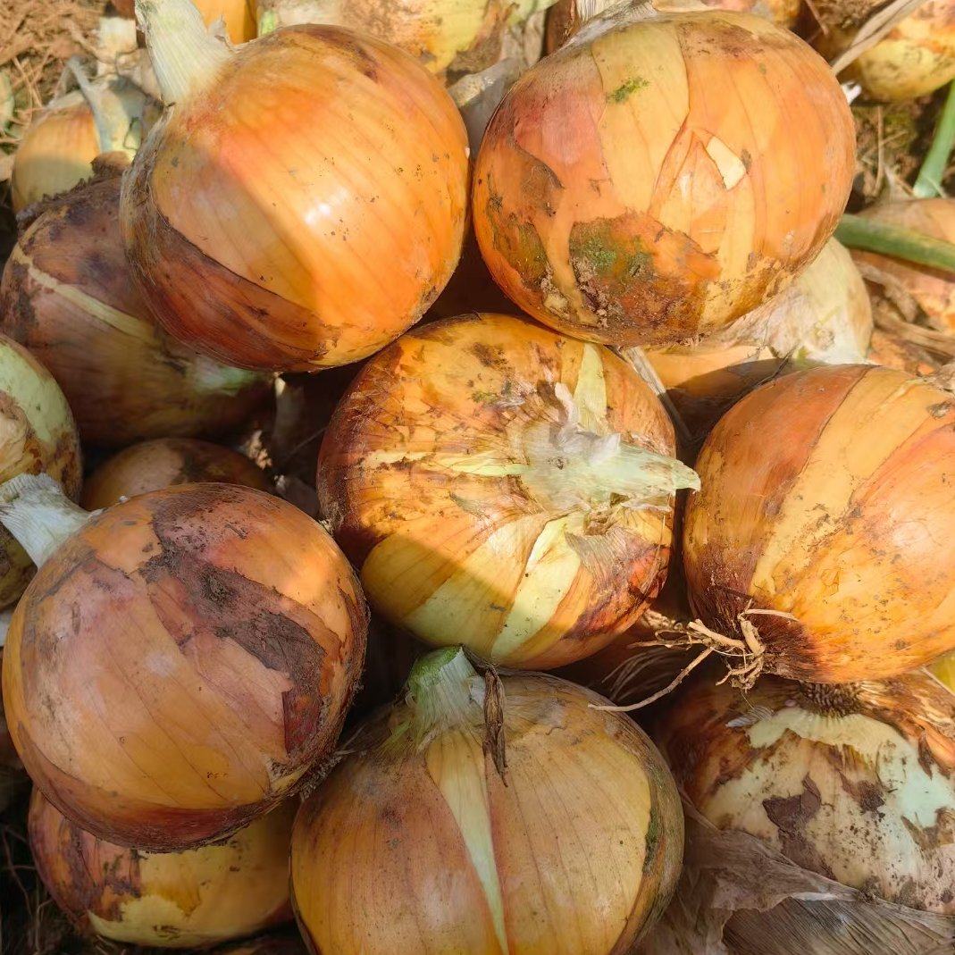 Yellow Onions | Gold-Standard Quality and the Premier Choice for All Cooking Scenarios