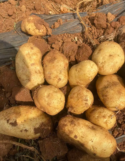 Longshu No. 7 Potato