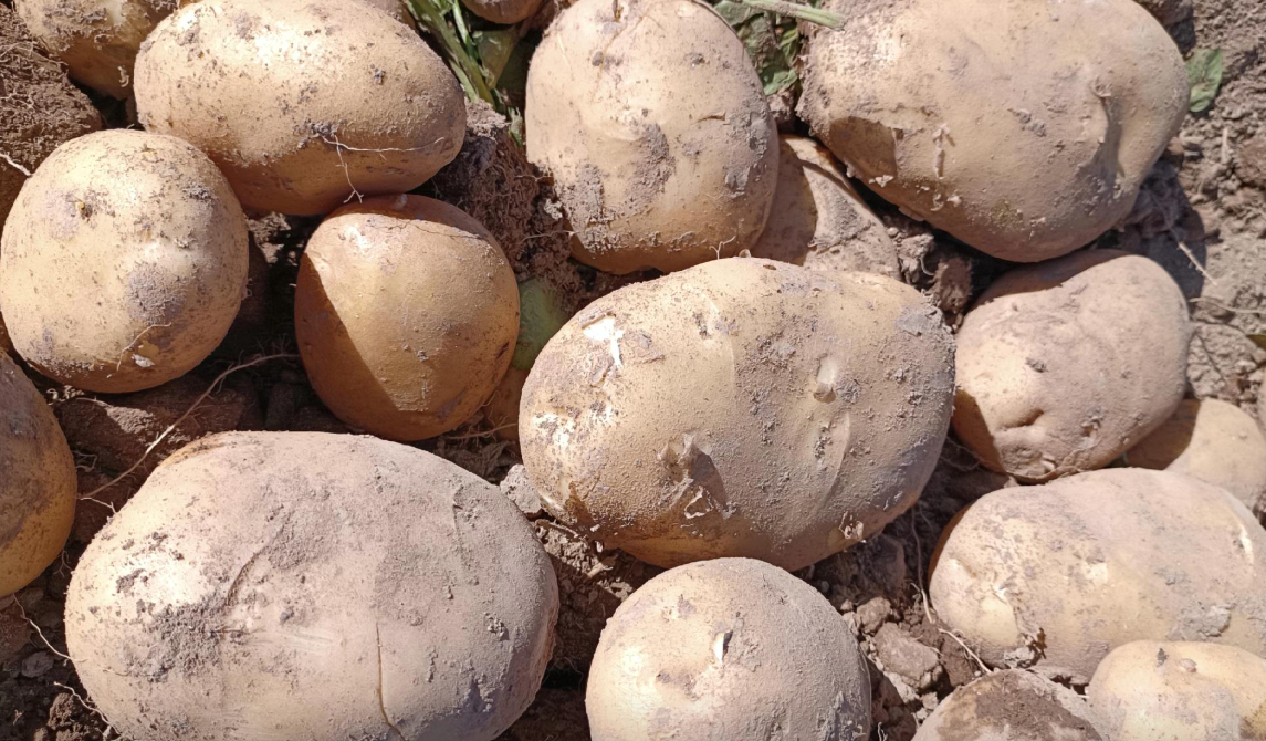 Longshu No. 7 Potato