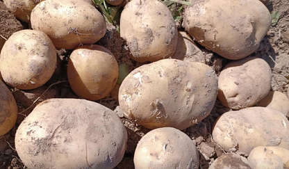 Longshu No. 7 Potato