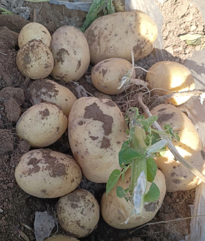 Longshu No. 7 Potato