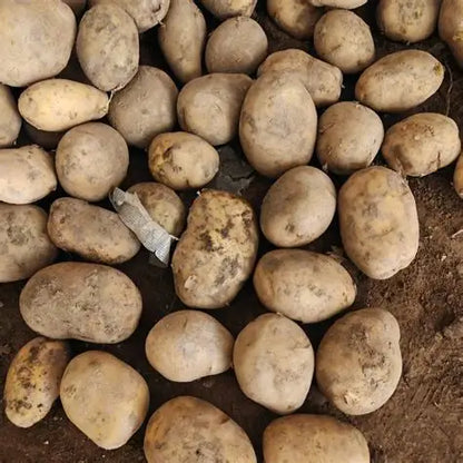 Longshu No. 10 Potato