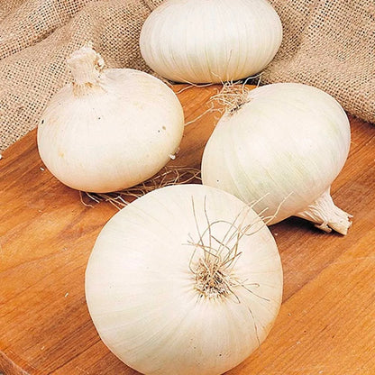 White Onions | Exclusively Sourced for Pure Whiteness and Mild Flavor