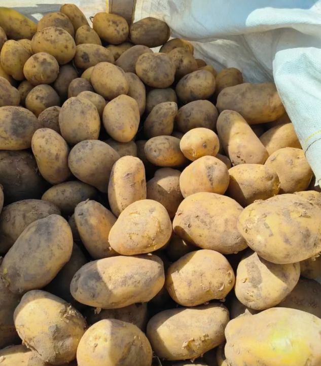 Longshu No. 10 Potato
