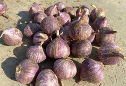 Solo Garlic | Ultimate Processing Efficiency and Premium Value