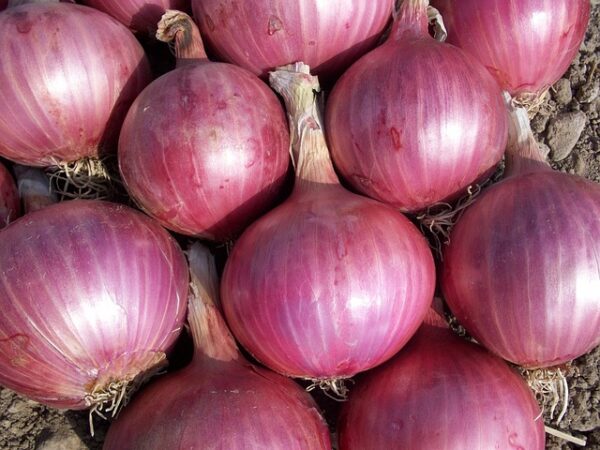 Red Onions | The Perfect Balance of Vibrant Color and Crisp Texture