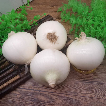 White Onions | Exclusively Sourced for Pure Whiteness and Mild Flavor